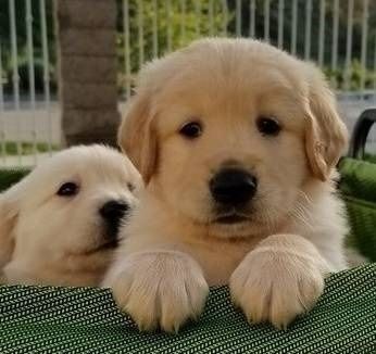 Golden Retriever Puppies for sale in Miami, FL, USA. price: NA