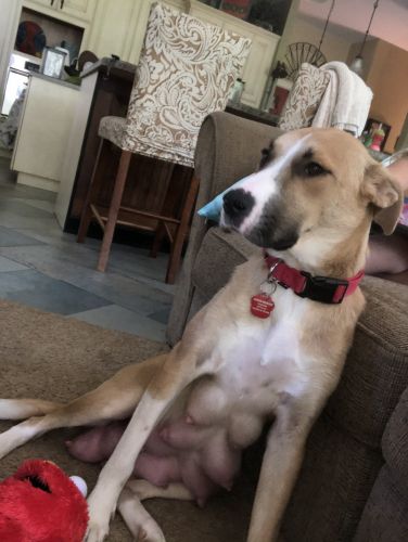 10 months old puppy for sale!