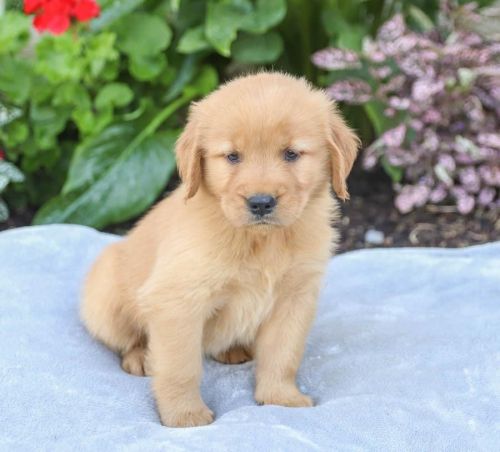 Magnificent Golden Retriever pups for sale