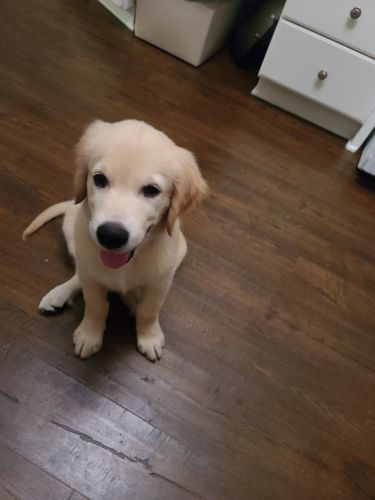 Golden retriver the puppy