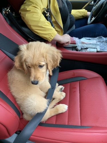 Golden Retriever Puppies for sale in New York, NY, USA. price: $4,500