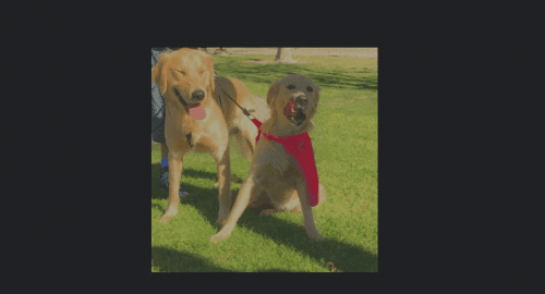 Two Golden Retrievers