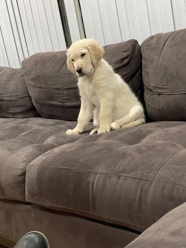 Looking for my forever home!