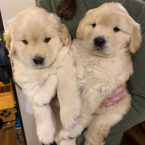 Golden Retriever Puppies for sale in Los Angeles, CA, USA. price: $700