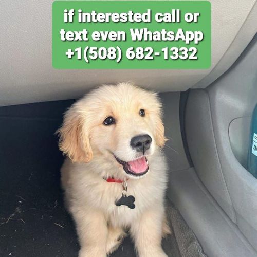 Golden dog retriever 11 weeks old (male and female)