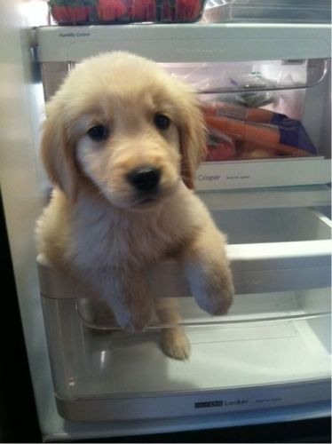 Golden Retriever puppies for rehoming