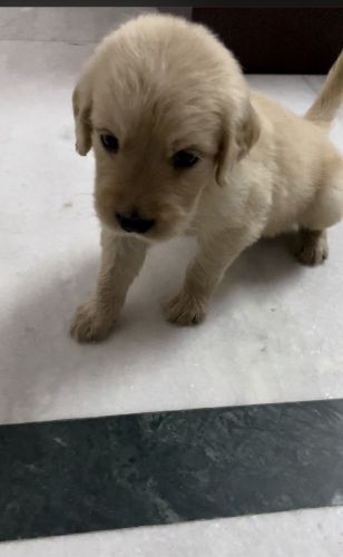 Golden Retriever Puppies for sale in Delhi, India. price: NA