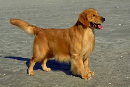 golden retriever dog - characteristics