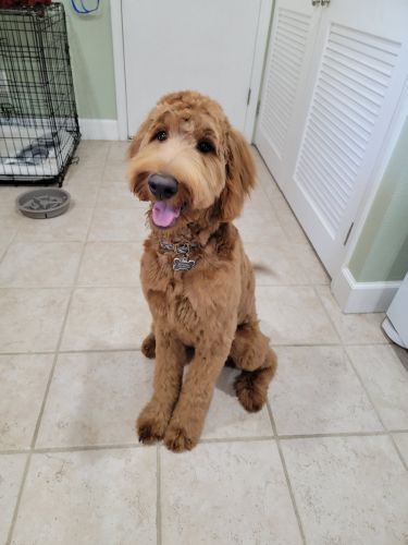 Goldendoodle (trained)