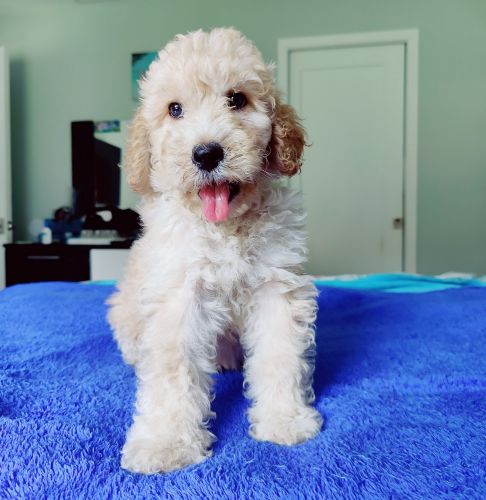 Goldendoodle puppies