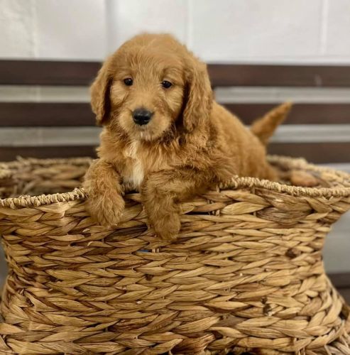 Mini Goldendoodle