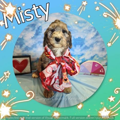 Merle Goldendoodle (F1B) Puppy Available!