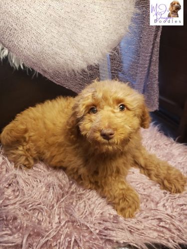 Miniature Multigen Goldendoodle