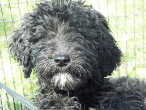 Adirabke Goldendoodles