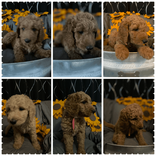 Beautiful standard goldendoodles