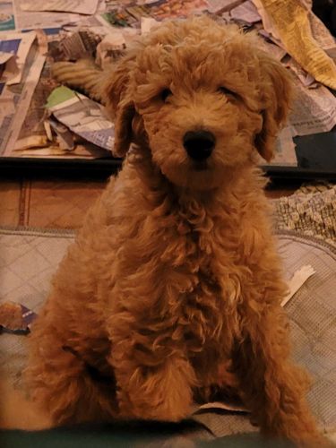 Adorable Goldendoodle pups