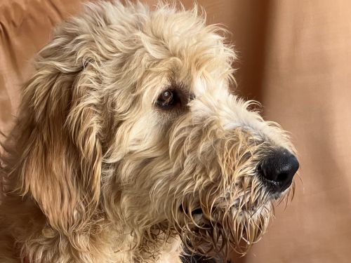 F1 Goldendoodle