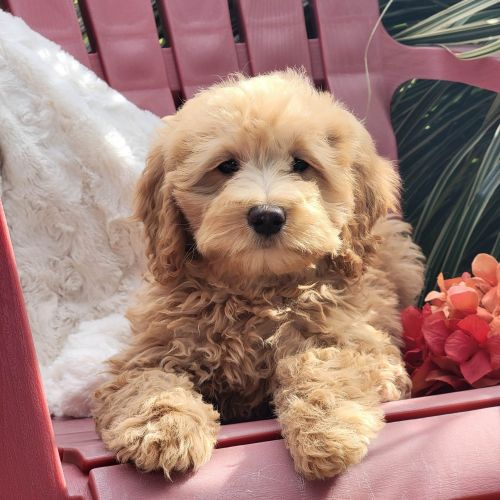 Forsale Mini Goldendoodles