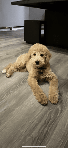 4 month brown golden doodle