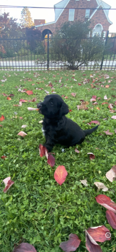 Goldendoodle puppies