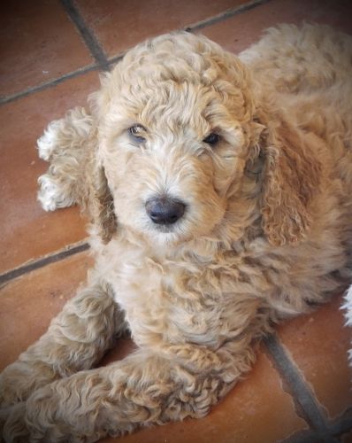 Apricot Goldendoodle 9 week old female