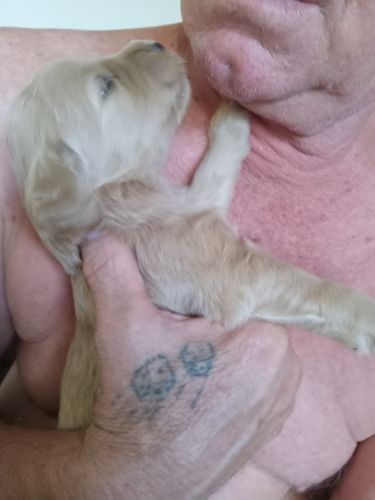 F1b Med. Goldendoodles