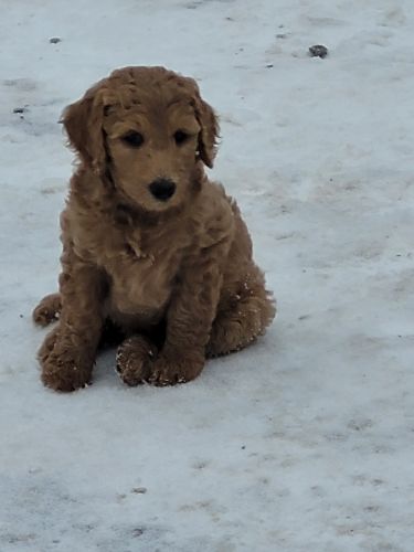 Goldendoodle puppies