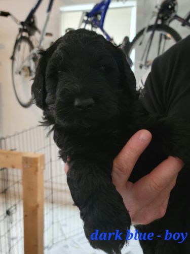 Goldendoodles For Sale