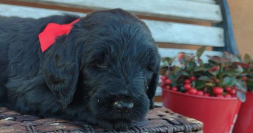 Goldendoodle female