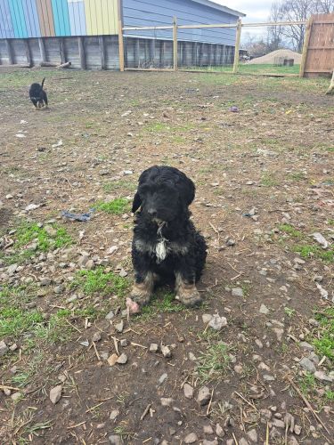 10 weeks!!Tri colored female