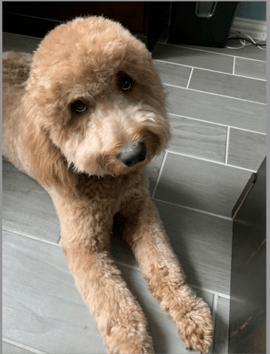 Golden Doodle for Sale