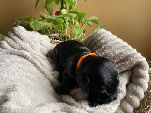 Puppies for Sale - ZenDoodle Kennels