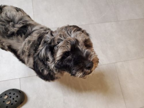 Goldendoodle puppy needs new home ASAP