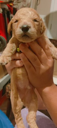 Litter of 10 F2 Goldendoodles born 7/24/23