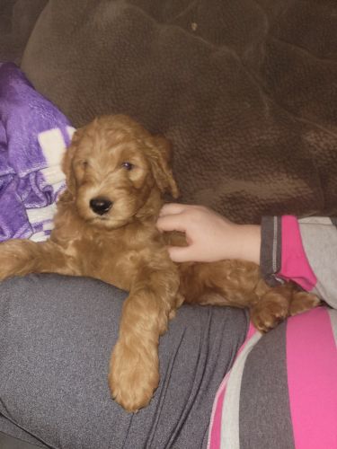 Goldendoodles puppies