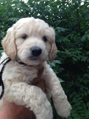 Mini Golden doodle puppies