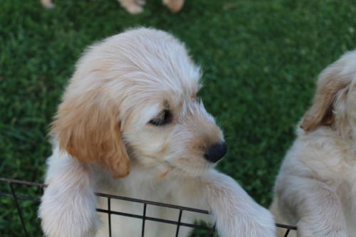 GoldenDoodle puppies