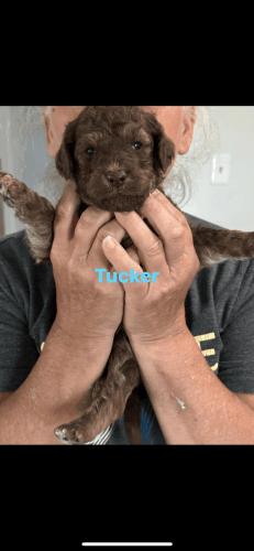 Goldendoodle puppies