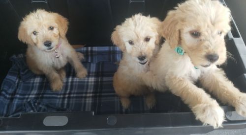 Golden doodle puppies