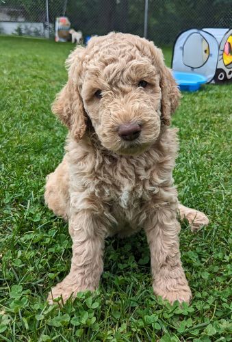 F1B Goldendoodles