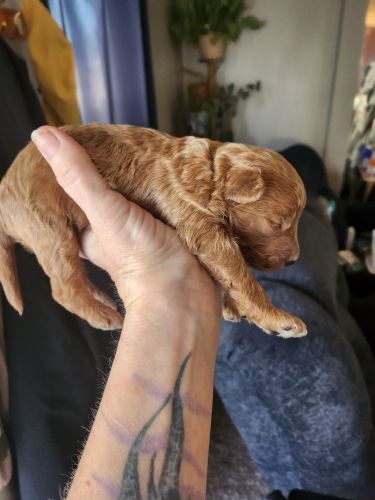 Private owner, have mother and father