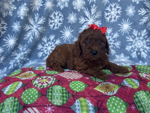 Joy-female mini goldendoodle