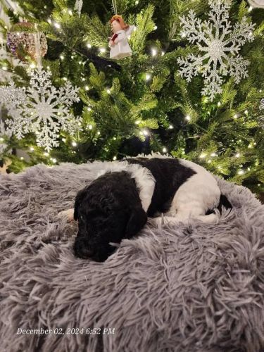 Multigen F1bb Goldendoodle puppies