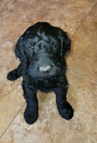 F1 Black Goldendoodles