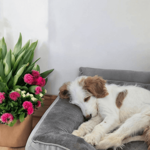 Flb female goldendoodles