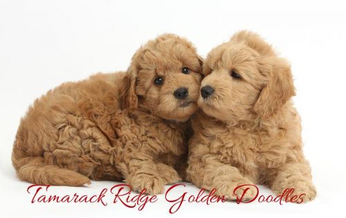 Baby Boy Golden Doodle