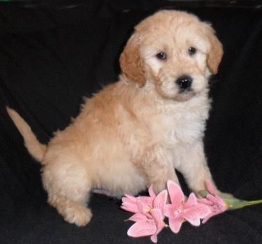 Cooper Goldendoodle ***