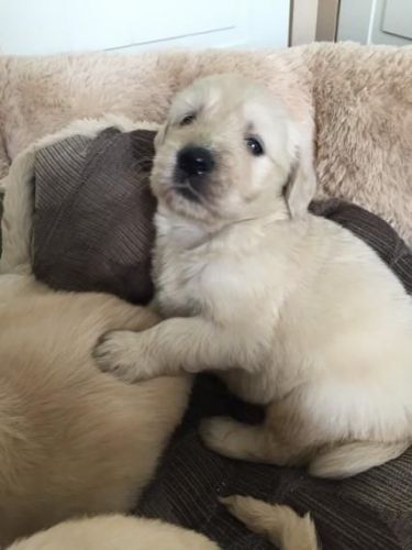 Goldendoodle Puppies