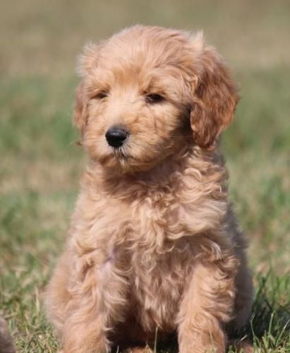 Golden Doodle Puppies For Sale