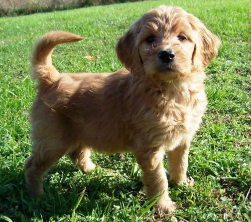 Stunning Goldendoodle Puppies
